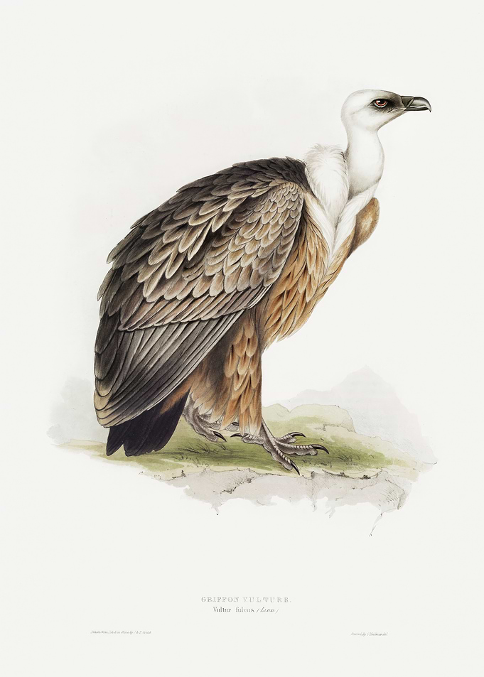 Griffon Vulture