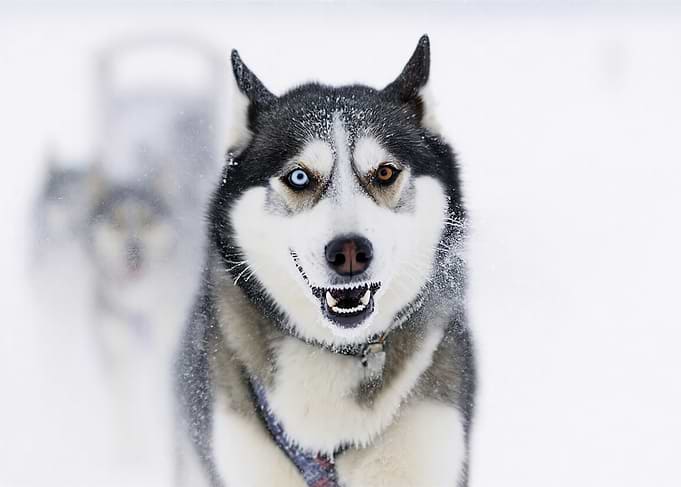 Husky dogs in the snow