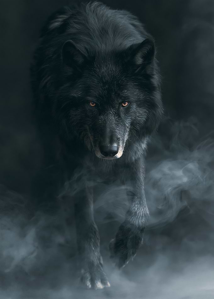 Black wolf emerging from smoke
