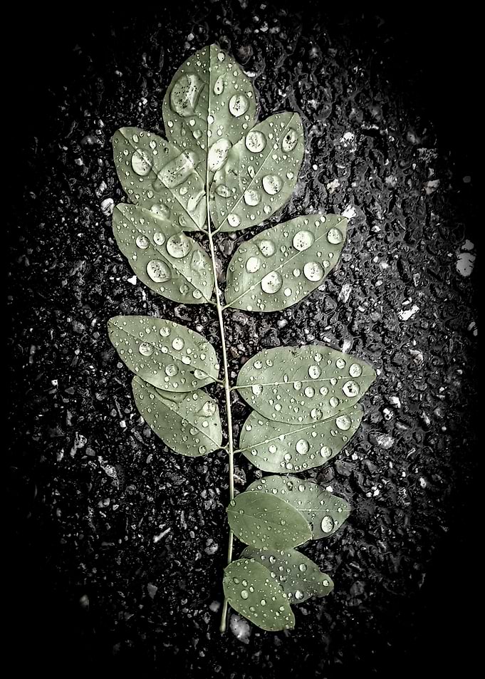 Leaf with Water Droplets on Asphalt