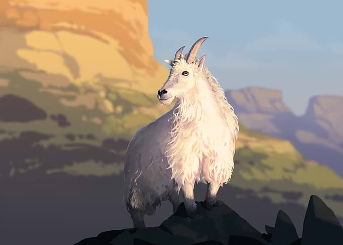 Mountain Goat
