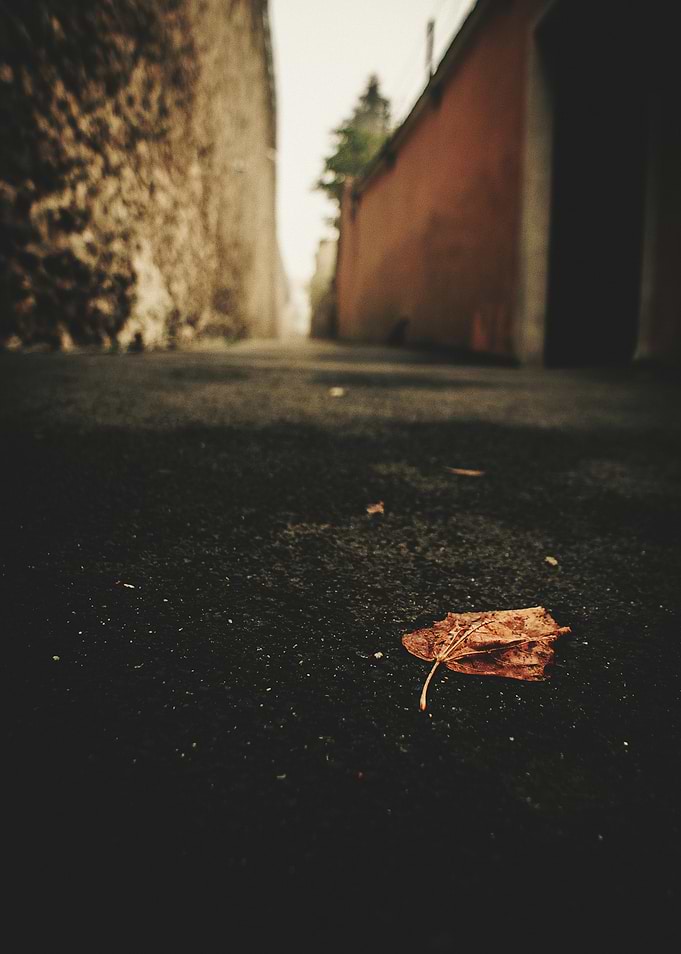Lone leaf on a dark path
