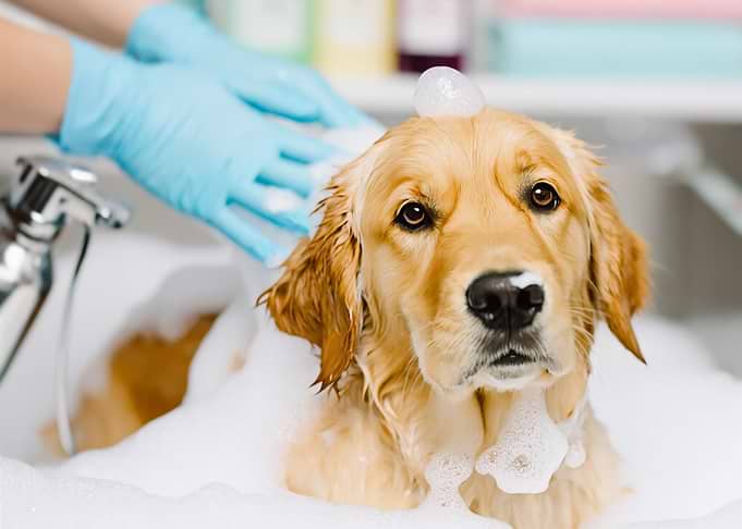 Golden Retriever Dog Bath Time