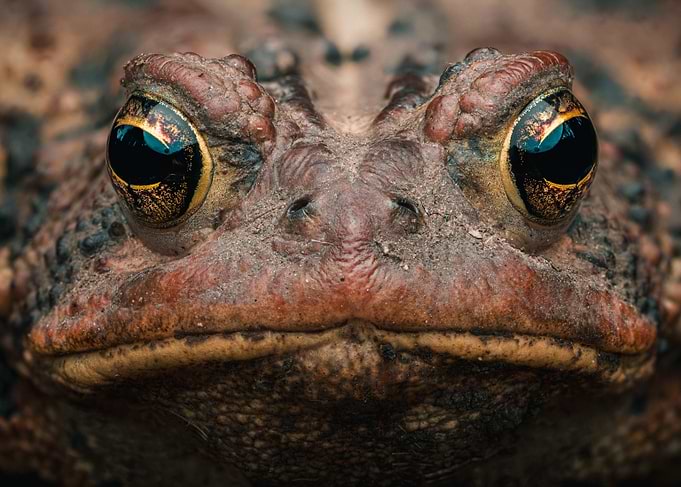 Close-up of a Toad's Face