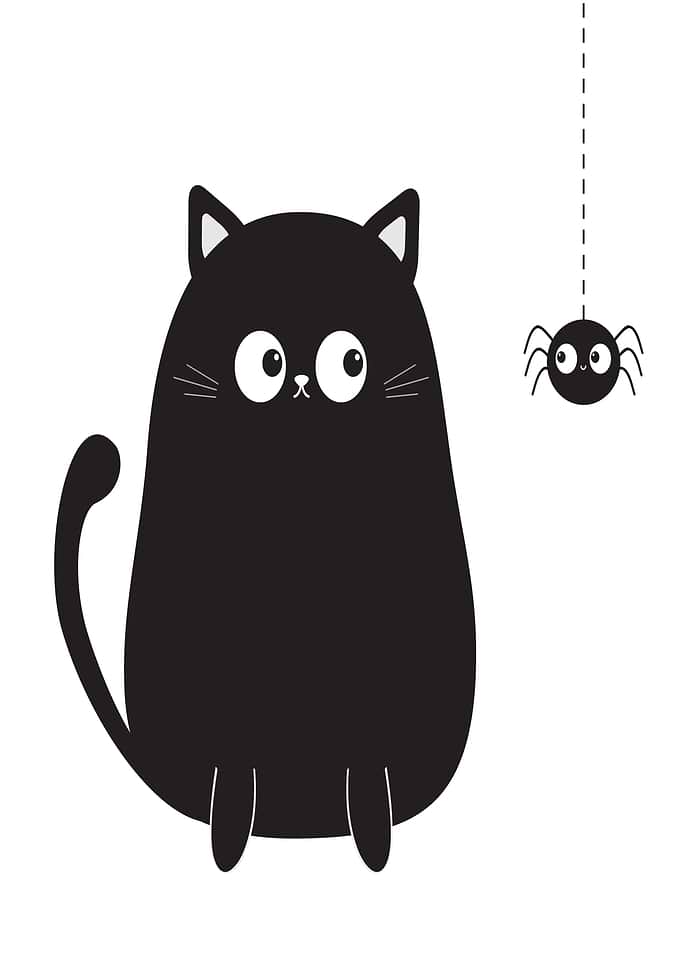 Cute Black Cat And Spider
