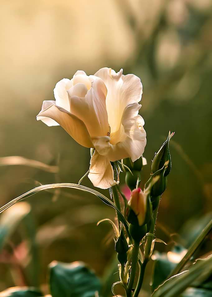 Delicate Rose in Golden Light
