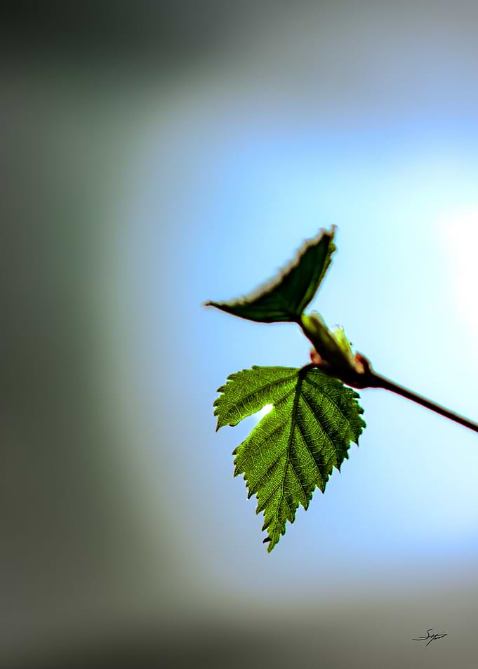 Delicate