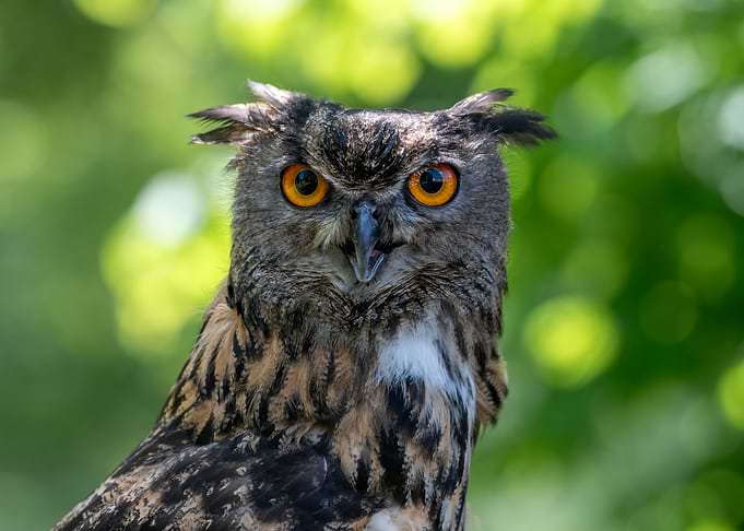 Close-up of an Owl's Face