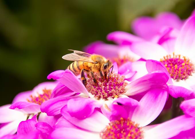 Bee on a Pink Daisy Flower