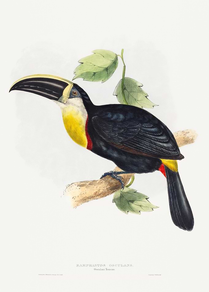 Toucan perched on a branch