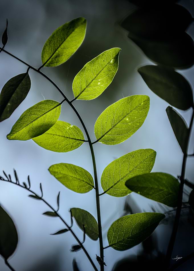 Still Green