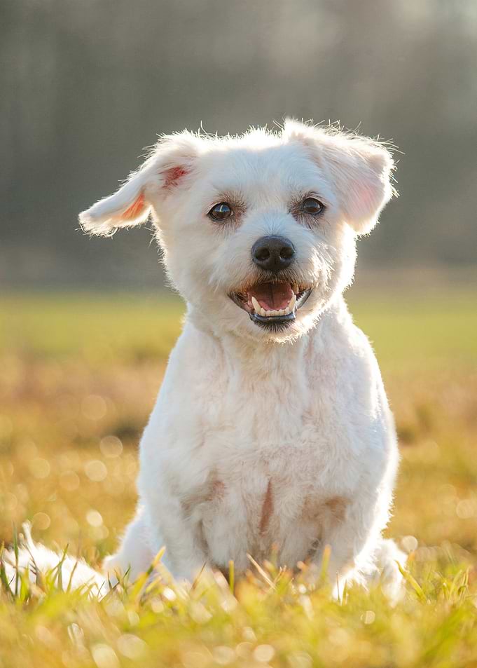 Happy white dog in a field (Rex♥)