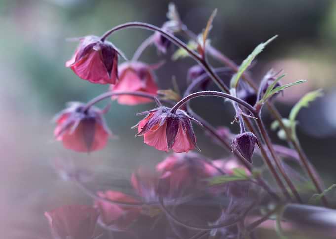 Delicate Pink Geum Flowers