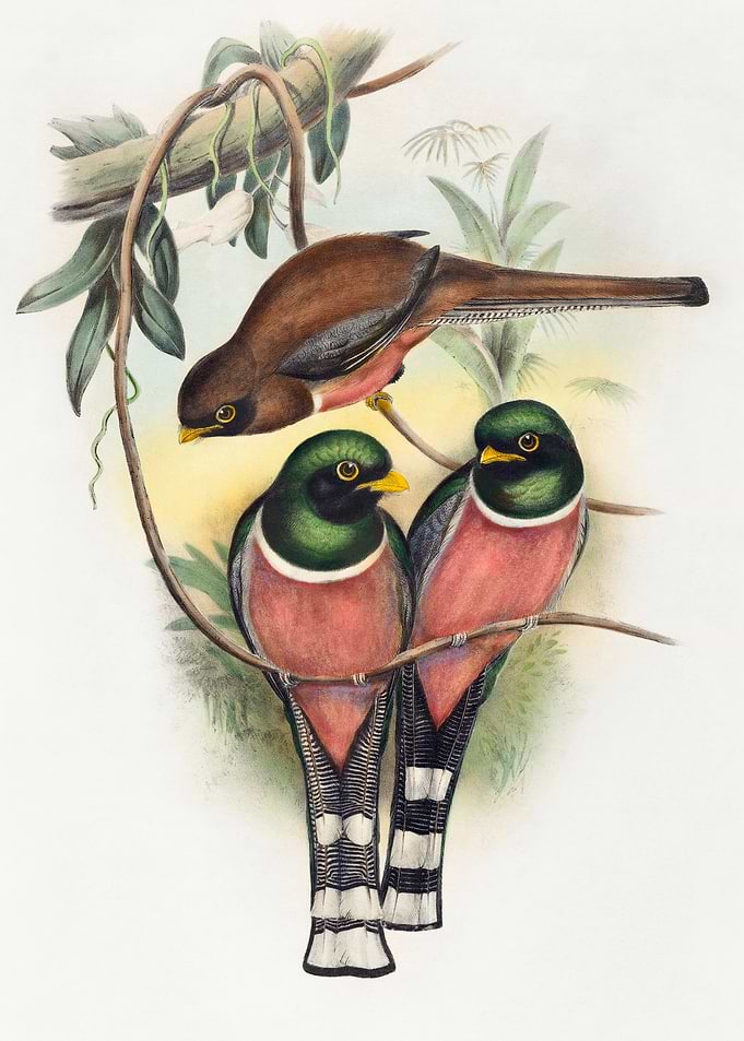 Three Birds on a Branch