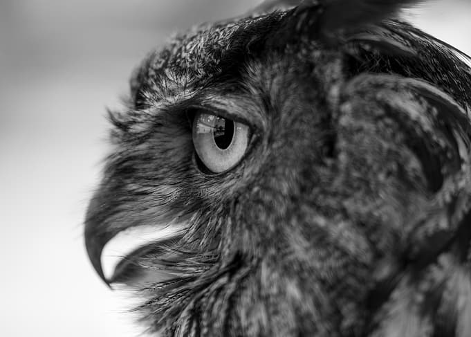 Close-up of an owl's eye