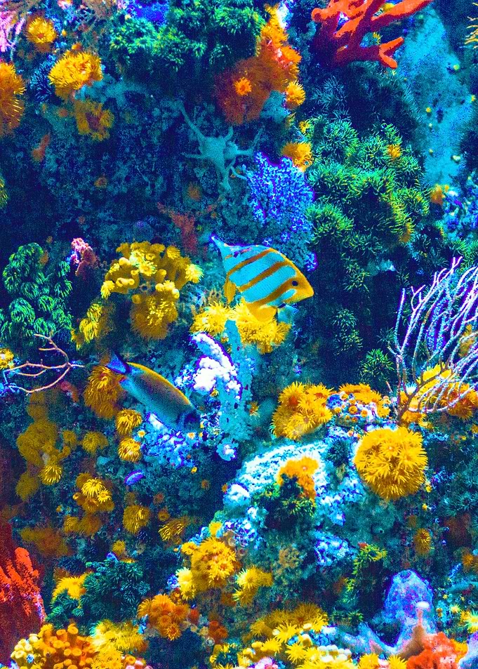 Vibrant Coral Reef with Fish