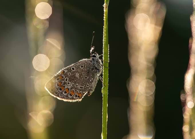 Butterfly on a Dewy Blade of Grass