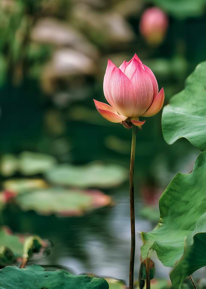 Pink Lotus Flower Bud in Pond