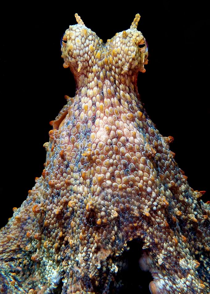 Close-up of an octopus head