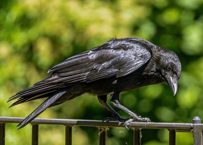 Black Raven Perched on a Railing