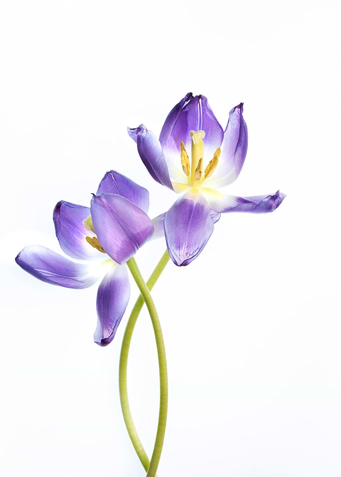 Two Purple Tulips
