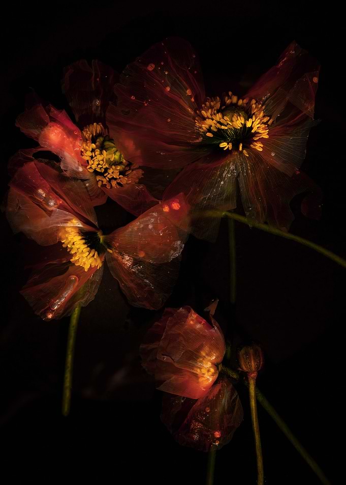 Ethereal Red Poppies in Darkness