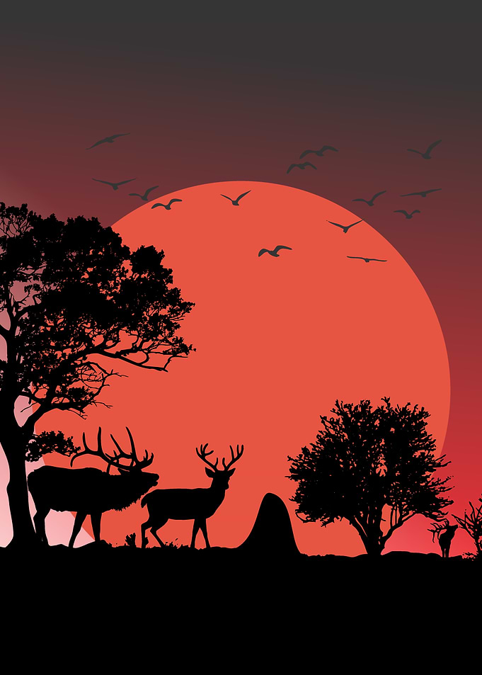 Deer Silhouette at Sunset