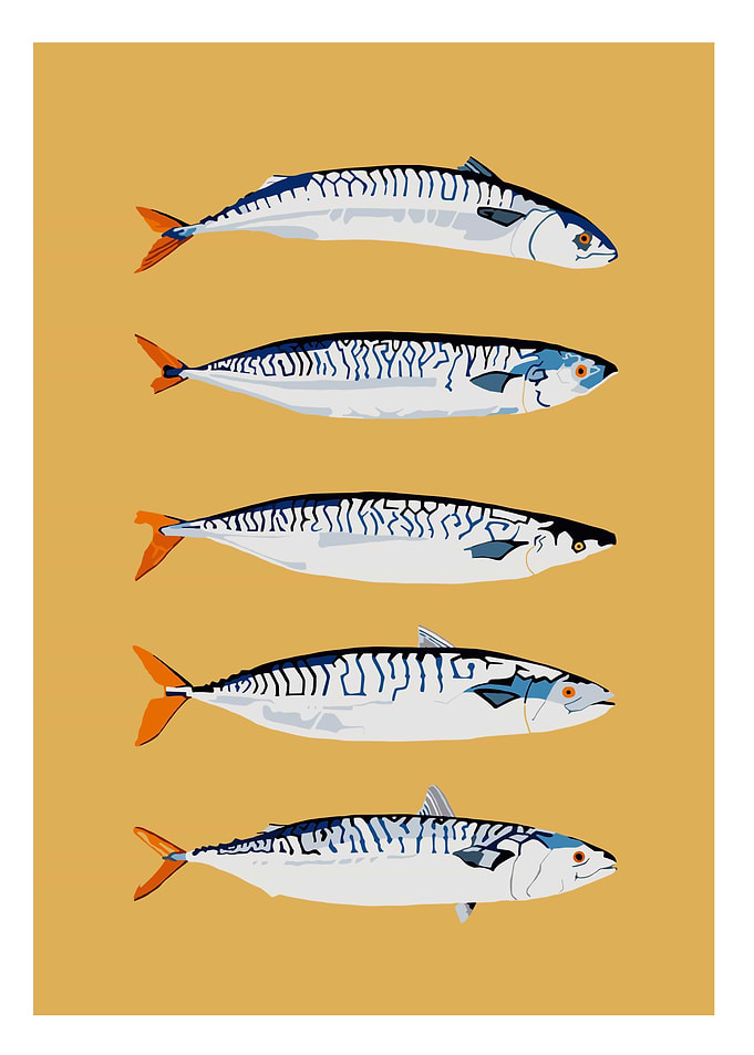 Five Mackerel Fish Illustration