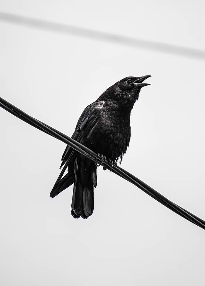 Crow Perched on a Wire
