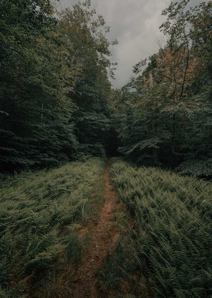 Forest Path Through Ferns