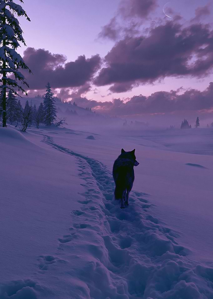 Wolf walking in snowy landscape at dusk