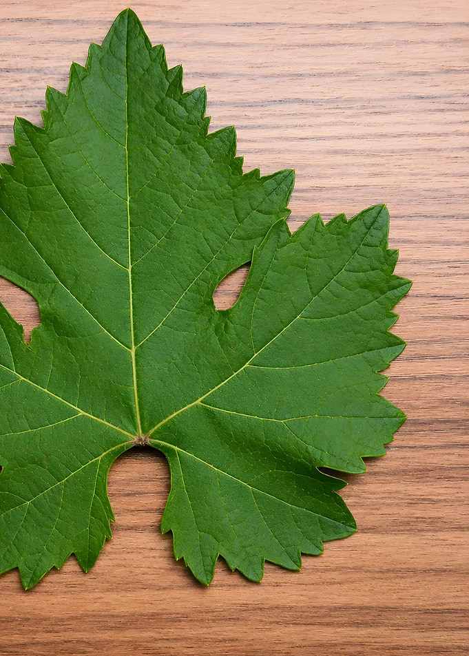 Green Grape Leaf on Wood