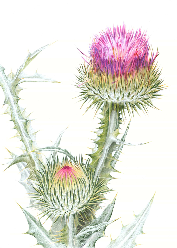 Thistle Flower Illustration