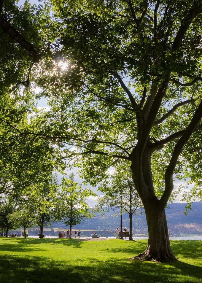 Sunny Park by the Lake