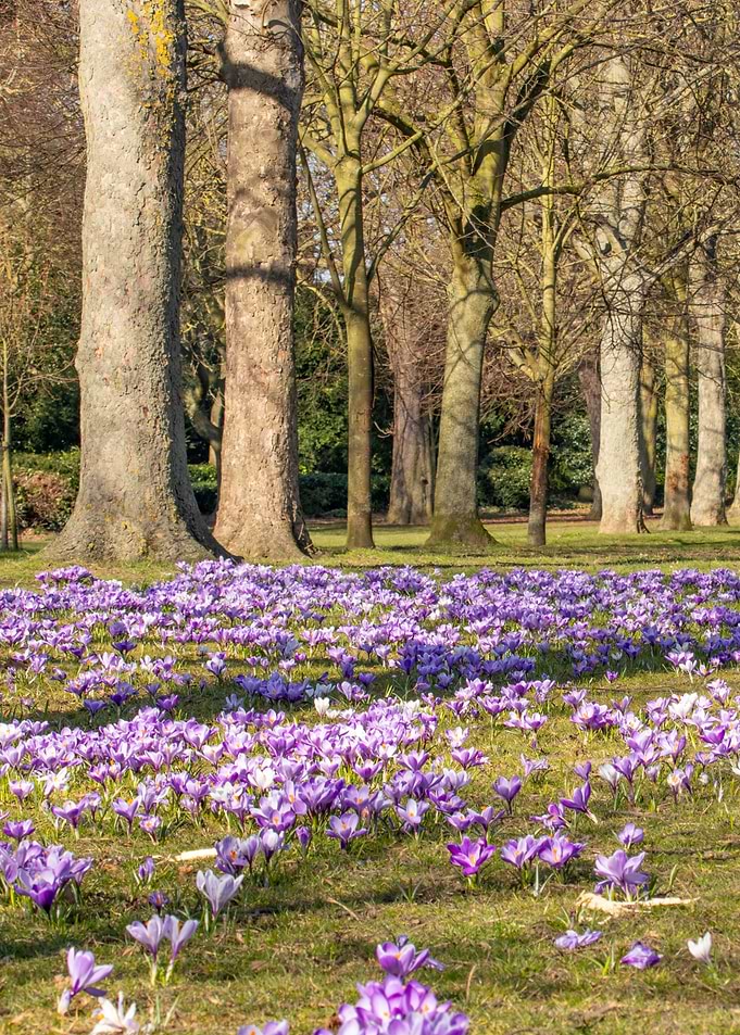 Field of Crocuses in a Park