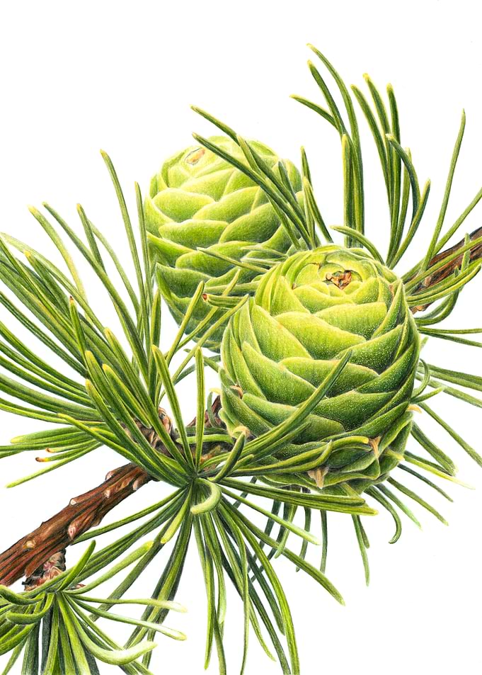 Larch Cones and Needles
