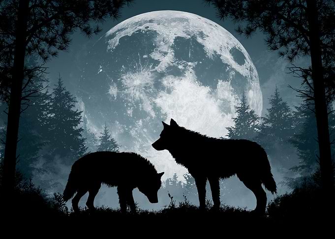 Wolves under the full moon