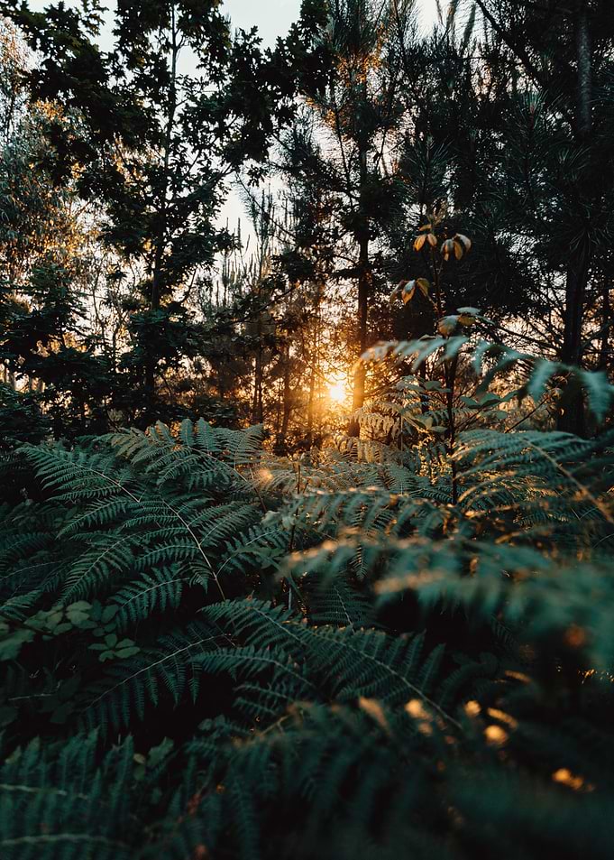 Sunlight through forest ferns