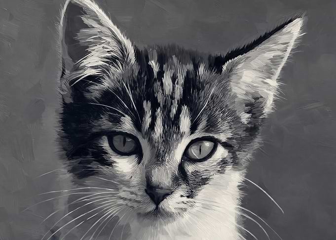 Black and White Kitten Portrait