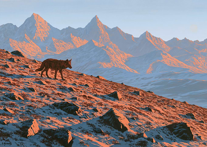 Wolf in Snowy Mountains at Sunrise