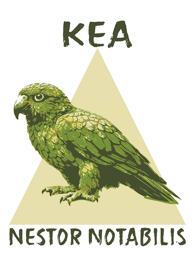 Kea Nestor Notabilis Bird Illustration