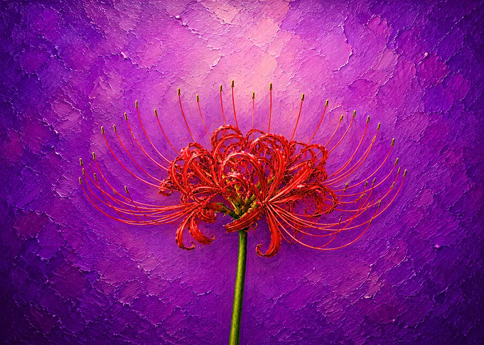 Red Spider Lily