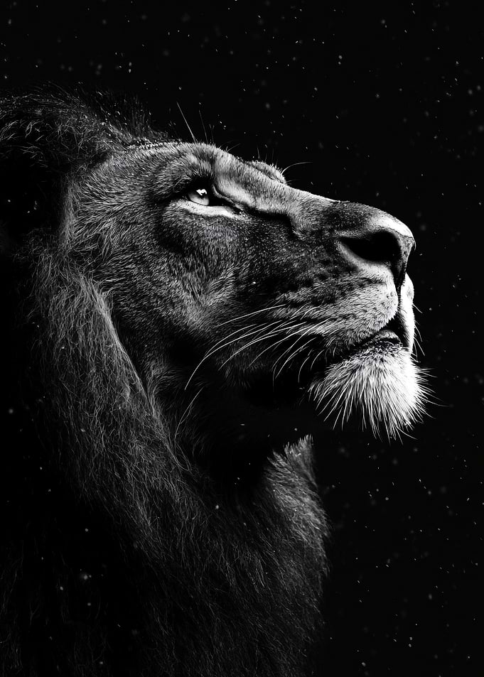 Majestic Lion Profile in Black and White