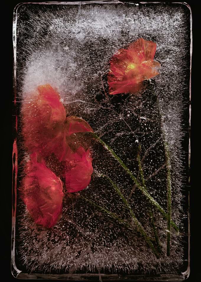 Frozen Red Flowers in Ice