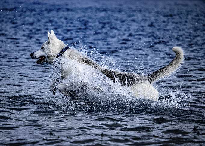Dog Splashing in Water