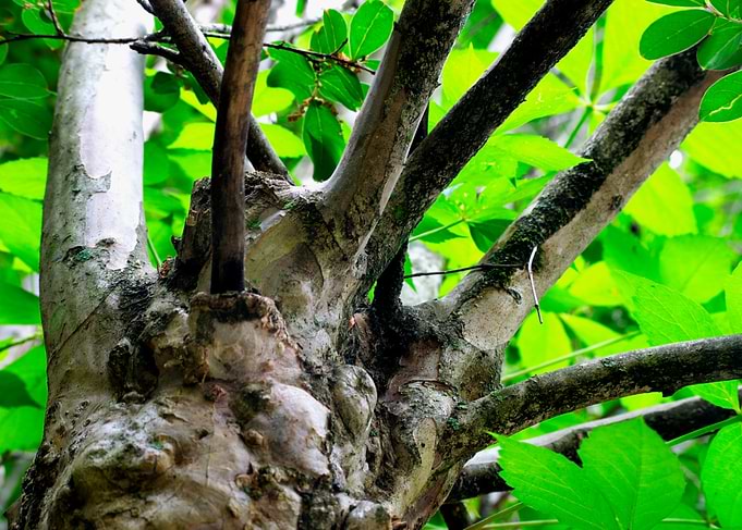 Close-up of a gnarled tree with vibrant green leaves in canopy
