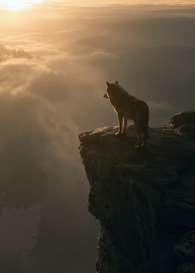 Wolf on a cliff at sunrise
