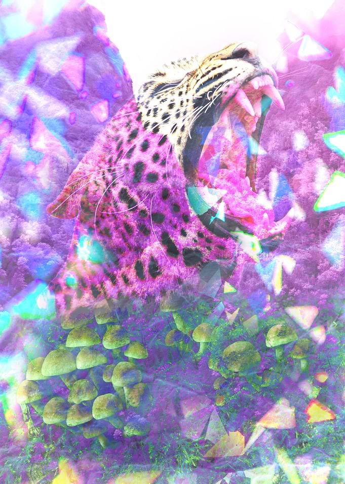 Leopard Roaring in Psychedelic Forest