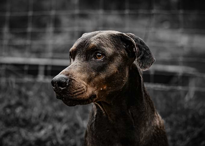 Close-up of a Doberman Pinscher Dog