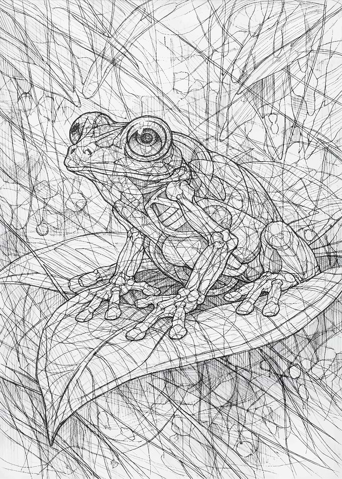 Glass Frog Transparency Sketch
